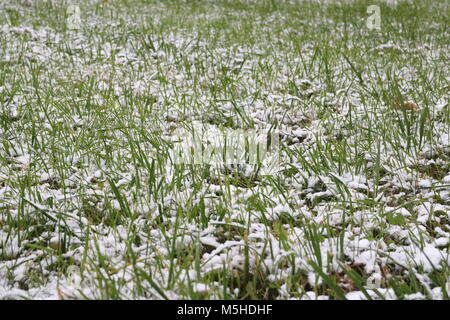 L'herbe verte couverte de neige Banque D'Images