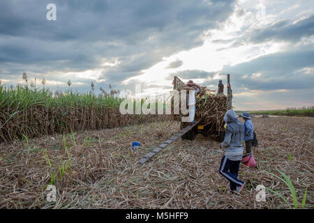 La récolte de canne à sucre dans l'agriculture, Tây Ninh, Vietnam. Matières de l'industrie du sucre Banque D'Images