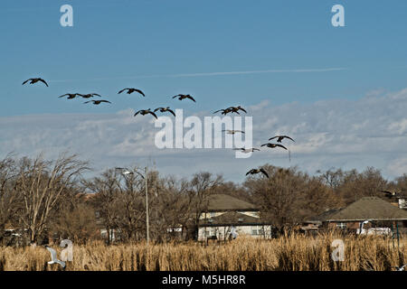 Canada Goose Troupeau Atterrissage sur Lindsey Park Public Fishing Lake, Canyon, Texas Banque D'Images