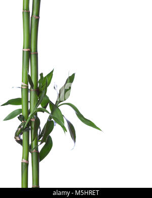 Bamboo isolé sur fond blanc. Le Dracaena braunii Banque D'Images