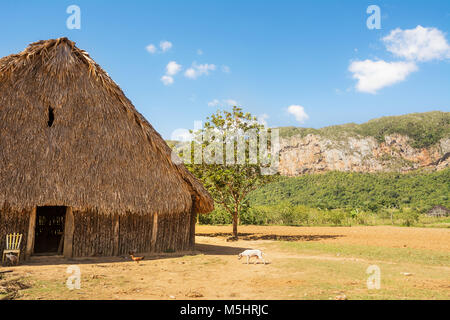 Sèche-linge pour le tabac dans la vallée de Vinales (Cuba) Banque D'Images