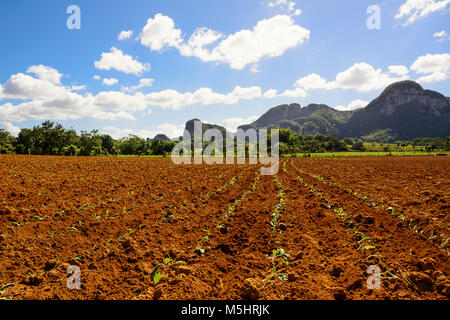 Jeune plantation de tabac dans la vallée de Vinales à Cuba Banque D'Images