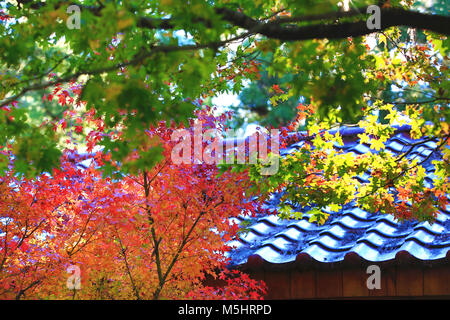 Beau décor de l'automne de feuilles d'érable colorées,beaucoup de feuilles rouges et jaunes qui poussent sur les arbres en automne Banque D'Images