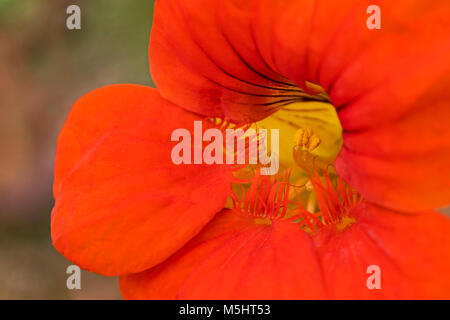 Macro gros plan du centre d'une fleur de capucine orange Banque D'Images