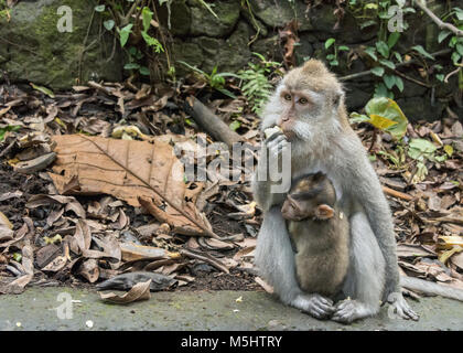 Manger du crabe mère bébé accroché à manger des fruits, Monkey Forest, Ubud, Bali Banque D'Images