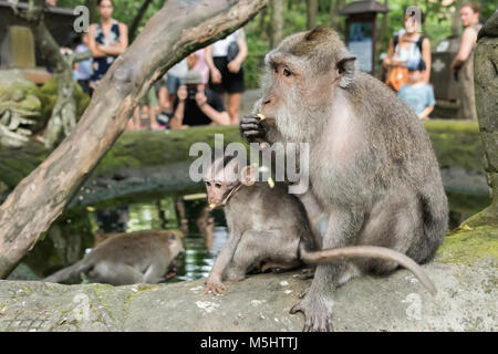 Mère et bébé singe mangeant du maïs avec les touristes, Monkey Forest, Ubud, Bali Banque D'Images