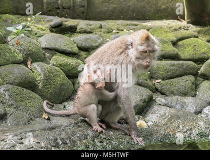 Manger du crabe macaque femelle avec bébé de nourriture dans un étang, Monkey Forest, Ubud, Bali Banque D'Images