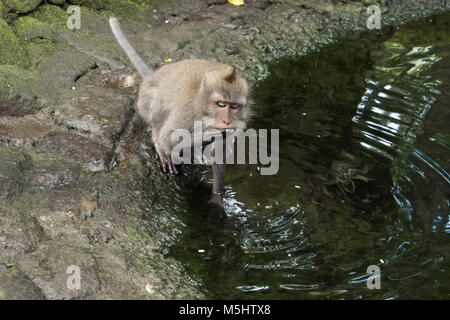 Manger du crabe macaque (Macaca fascicularis) boire d'un étang, Monkey Forest, Ubud, Bali Banque D'Images