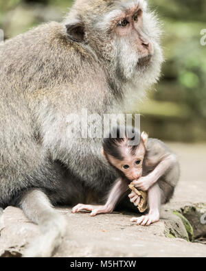 Jeune bébé-crabe mangeant macaque (Macaca fascicularis) à côté de sa mère, Monkey Forest, Ubud, Bali Banque D'Images