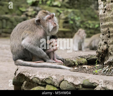 Jeune bébé avec la mère de manger du crabe macaque (Macaca fascicularis), Monkey Forest, Ubud, Bali Banque D'Images