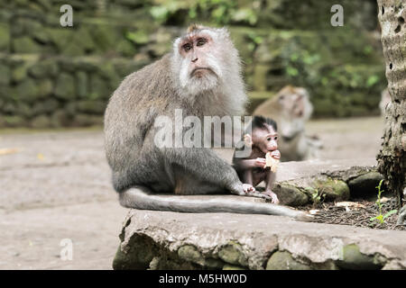 Mère de manger du crabe et les jeunes macaques (Macaca fascicularis) bébé, Monkey Forest, Ubud, Bali Banque D'Images