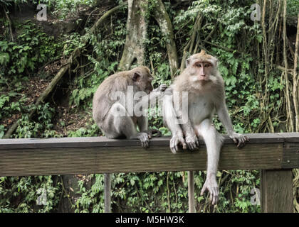 Séance de toilettage, les macaques à longue queue Balinais, Monkey Forest, Ubud, Bali Banque D'Images