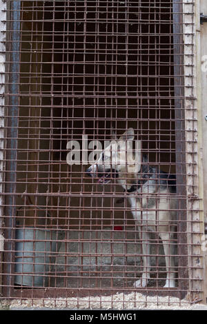 Chien dans le refuge pour animaux sans-abri Banque D'Images