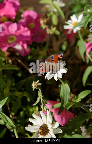 Peacock papillon sur une fleur d'aster Banque D'Images