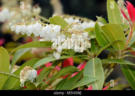 - Pieris Pieris chinois formosa var. forestii fleurs blanches sur Bush Banque D'Images