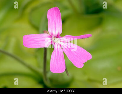 Pinguicula moranensis Pinguicula - une espèce de grassette vulgaire, formant une rosette herb insectivore originaire du Mexique et du Guatemala Banque D'Images