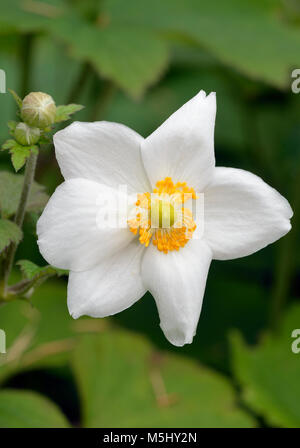 Anémone Anémone hupehensis japonais - Blanc fleur de jardin. Originaire de Chine Banque D'Images