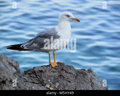 Close-up of a yellow-legged gull Banque D'Images