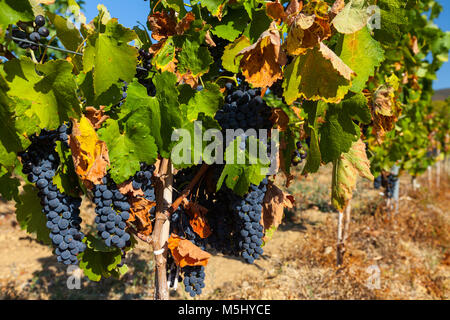 Grappes de raisin à vin rouge dans une campagne française Banque D'Images