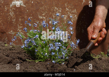 Man le repiquage des fleurs dans son jardin Banque D'Images