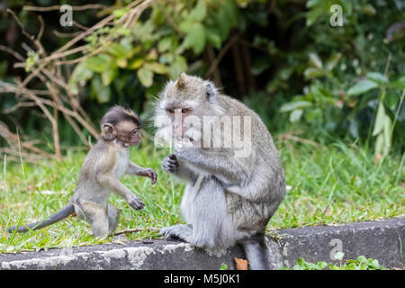 L'Ile Maurice, le Parc National des Gorges de Rivière Noire, les macaques à longue queue, macaques à longue queue, mère avec jeune animal Banque D'Images