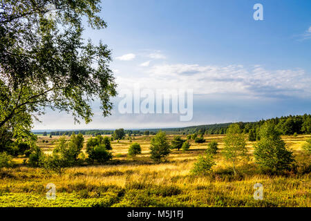 Allemagne, Basse-Saxe, Lueneburg Heath Banque D'Images