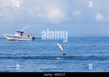 L'île Maurice, océan Indien, spinner dolphin Stenella longirostris, saut Banque D'Images