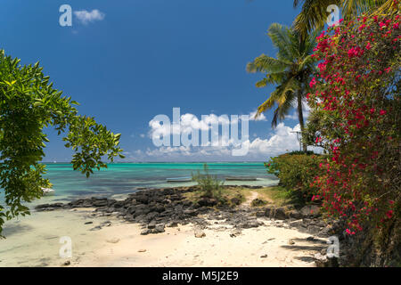 Bougainvillea suis Bain Boeuf plage publique, Cap Malheureux, Rivière du Rempart, Ile Maurice | Afrika, bougainvillées à Bain Boeuf plage publique, Cap Malh Banque D'Images