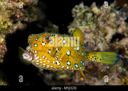 L'Egypte, Mer Rouge, Hurghada, yellow boxfish Banque D'Images
