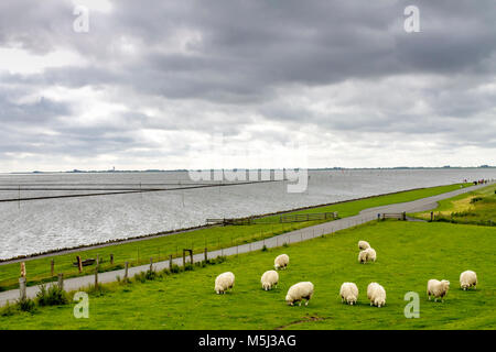 Allemagne, Schleswig-Holstein, Husum, troupeau de moutons sur la digue Banque D'Images