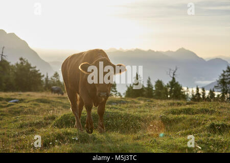 Autriche, Tyrol, Plateau de Mieming, GC, le pré alpin au lever du soleil Banque D'Images