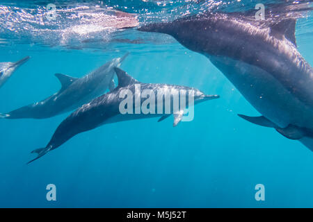 L'Ile Maurice, de l'Océan Indien, les grands dauphins, Tursiops truncatus Banque D'Images