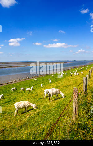 Allemagne, Schleswig-Holstein, Husum, troupeau de moutons sur la digue Banque D'Images