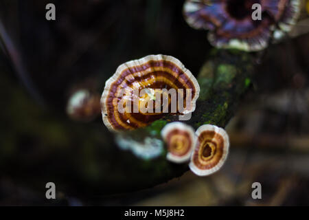 Champignons, champignons ling zhi sur un vieux morceau de bois dans la forêt tropicale Banque D'Images