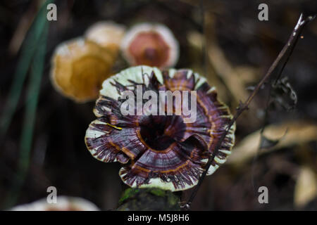 Champignons, champignons ling zhi sur un vieux morceau de bois dans la forêt tropicale Banque D'Images