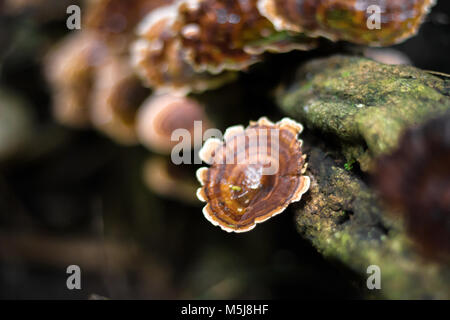 Champignons, champignons ling zhi sur un vieux morceau de bois dans la forêt tropicale Banque D'Images