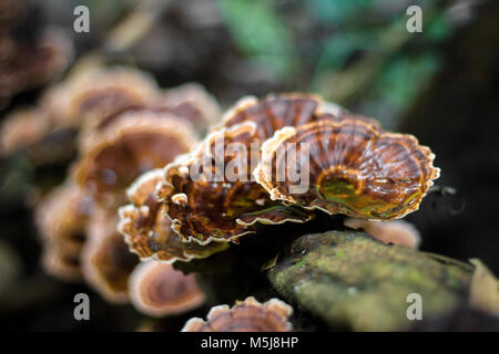 Champignons, champignons ling zhi sur un vieux morceau de bois dans la forêt tropicale Banque D'Images