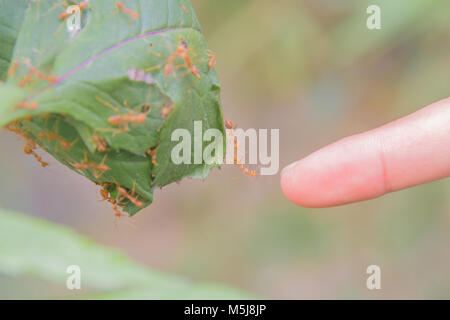 (Oecophylla smaragdina Red Ant Ant) , l'article, l'action d'ant Banque D'Images