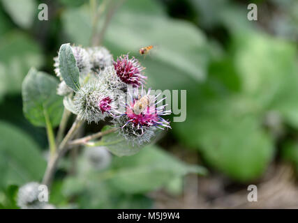 Séance d'abeilles sur une fleur pendant qu'un autre est en vol Banque D'Images