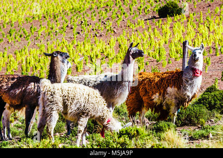 Voir le troupeau de lamas dans le highland ob Bolivie Banque D'Images