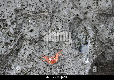 Un petit crabe orange, est assis sur une roche volcanique noire à Hawaï, en attente de la marée à venir dans un balayage le ramène vers la mer Banque D'Images