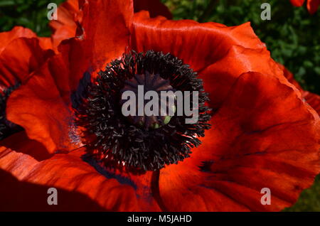 De superbes coquelicots orange ornementales fleurissent au printemps et au début de l'été. Banque D'Images