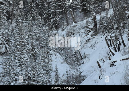 Un picturous vue sur la forêt après de fortes chutes de neige, couvrant le sol et les arbres avec une grande quantité de neige Banque D'Images