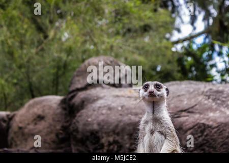 Un meerkat sur lookout sentinelle comme. Banque D'Images