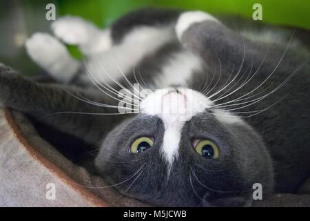 Un chat attend patiemment d'être adopté à la fourrière locale. Banque D'Images