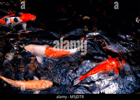 Carpes colorées fantaisie poissons dans l'eau de faible luminosité Banque D'Images