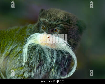 Tamarin empereur Saguinus imperator Banque D'Images