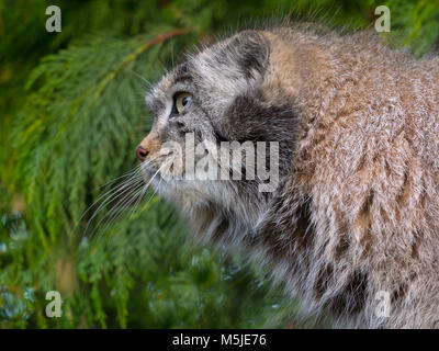 Le chat de Pallas Otocolobus manul Banque D'Images