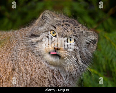 Le chat de Pallas Otocolobus manul Banque D'Images