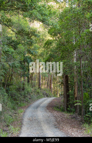 Un chemin de terre sinueux bordé d'Eucalyptus des deux côtés, près de The Pines de pique-nique dans le Parc National, Yarriabini EN IN Banque D'Images